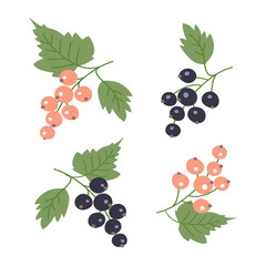 Bunch of white and black currant pattern set. Ripe fresh berry. Summer harvest. Healthy food rich. Design texture for fabric, textile, postcard, label, packaging. Flat vector illustration