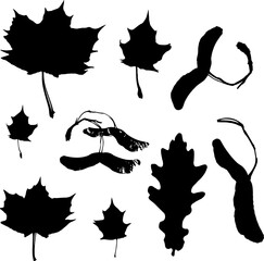 Set of silhouettes of leaves of maple, oak, maple seeds. Elements isolated on white background. Hand drawn decorative botanical elements. Vector eps-10