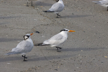 Warm winter day on Indialantic Florida beach with seabirds.