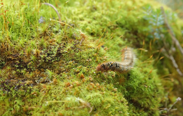 Closeup of an oak eggar moth larva, Lasiocampa quercus, with its characteristic hairy appearance near Davos, Switzerland