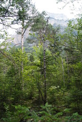 Fototapeta premium Árbol