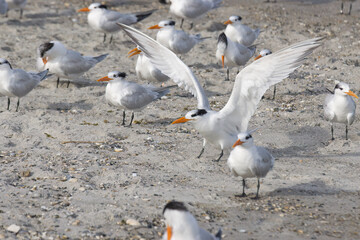 Warm winter day on Indialantic Florida beach with seabirds.