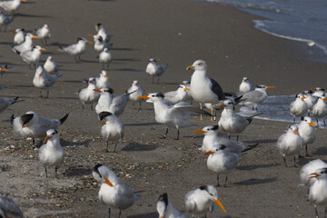 Warm winter day on Indialantic Florida beach with seabirds.