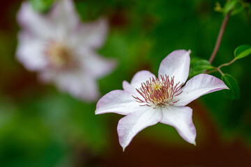 Beautiful white clematis flowers in bloom close up