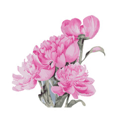 pink carnation flowers. watercolor peonies. pink flowers. picture. vector illustration