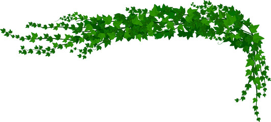 Fototapeta na wymiar Ivy creeper green climbing liana isolated branch