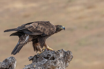 aigle royal