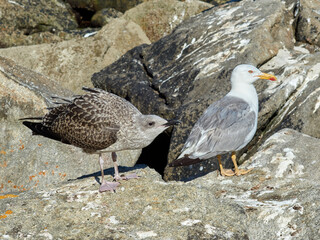 Yellow Legged Gull. Larus michahellis         