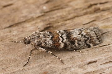 Closeup on the Dark Pine Knot-horn moth, Dioryctria abietella, sitting on a piece of wood