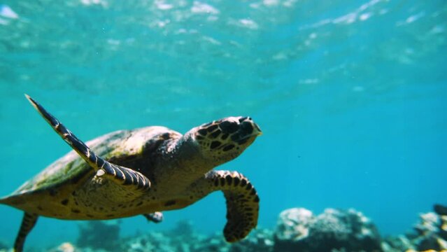 Slow Motion Shot Of Patterned Turtle Swimming Over Coral Reef Undersea - Great Barrier Reef, Australia