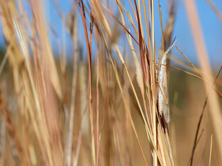 A long, cone-headed grasshopper resting on dry grass. Brachycrotaphus tryxalicerus.    
