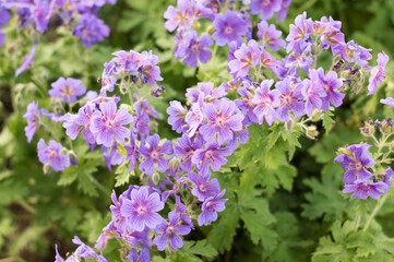 Obraz premium Geranium flowers, native UK plant geransium sylvaticum, close up of specimen flowering in spring