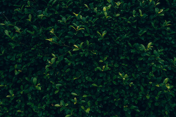 Photo for dark green leaf background.