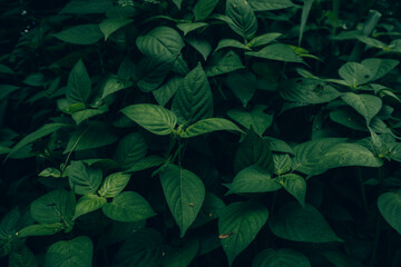 Photo Of Green Leaves Background. Nature Concept, leaf in dark tone.