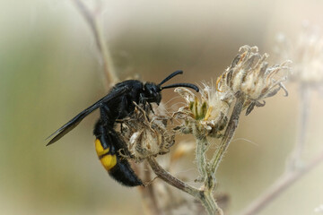 Closeup on a black and yellow scoliid wasp, Scolia hirta resting on dried flower bud