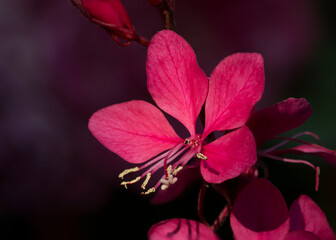 Beautiful  pink flower on dark background
