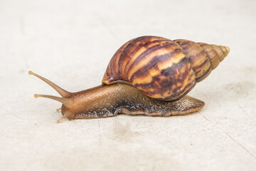 big helix snail on concrete floor close up