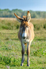 Naklejka na ściany i meble Brown Baby donkey on the meadow