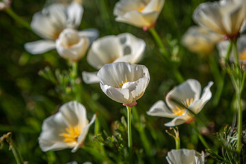 Pretty white poppies, with a shallow depth of field