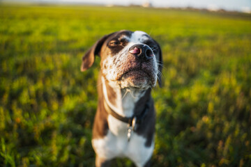 Pensive portrait of Louisiana leopard dog