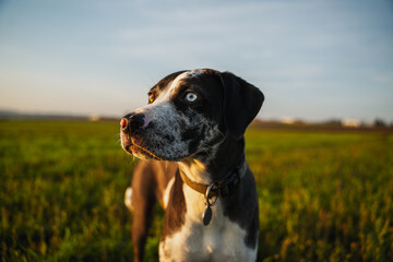 Portrait of the catahoula dog