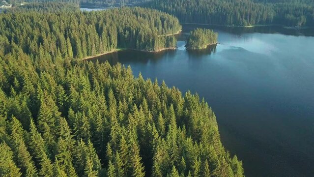 Dense Pine Trees In The Forest Growing In The Shiroka Polyana Lake In Bulgaria. - aerial