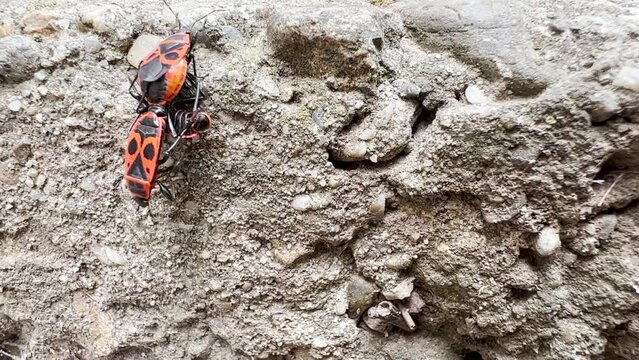 Firebugs mating outdoors on spring afternoon