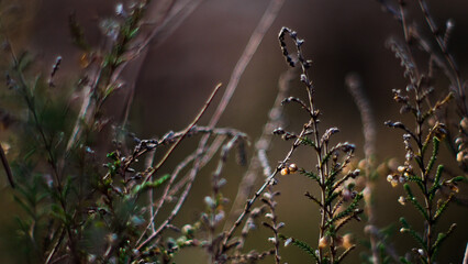 Macro de tiges de bruyère sauvages, dans la forêt des Landes de Gascogne