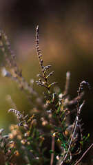 Macro de tiges de bruyère sauvages, dans la forêt des Landes de Gascogne