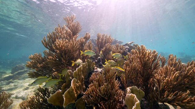 4K 120 fps Super Slow Motion: Seascape with various fish, coral, and sponge in the coral reef of the Caribbean Sea, Curacao