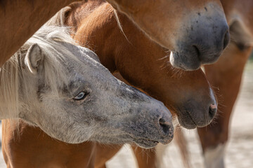 Horse paddock scenery: Close-up of different horses sniffing at each other