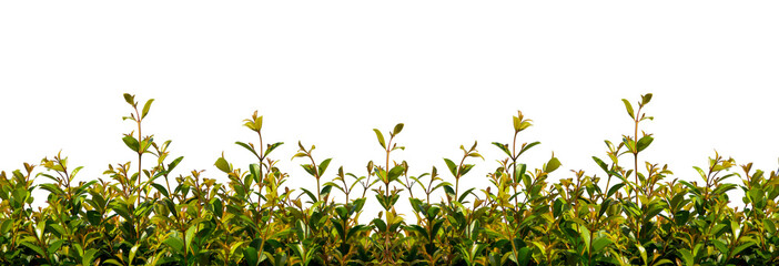 green leaves isolated on white background.