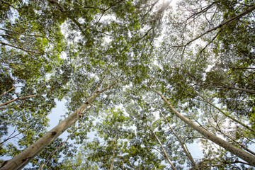 Obraz premium tree in the forest 