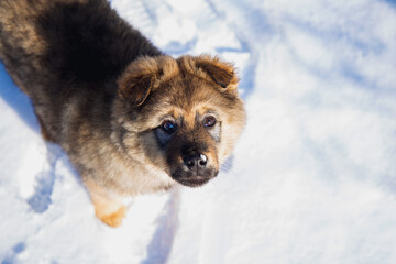 cute little puppy standing in the snow and looking at the camera