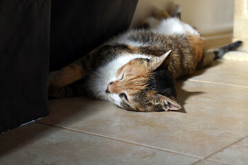 Calico cat sleeping on the floor against the wall beside the curtain in the living room at home. ...