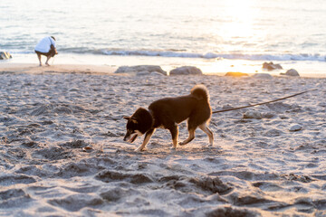 砂浜の犬