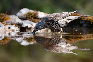 Mistle Thrush drink from a shallow pool