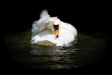 British Mute Swan Low Key Portrait