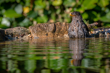 Young fledgling female blackbird bathing in water in a pond with reflection facing left