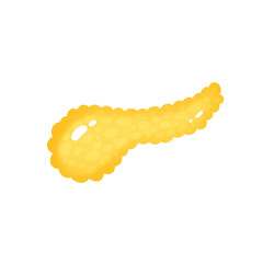 Pancreas illustration.