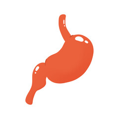 Stomach illustration.