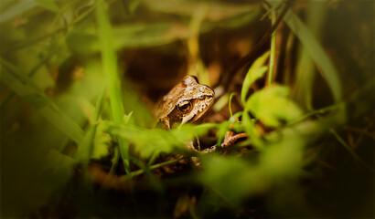 A beautiful cute brown frog with yellow eyes hid in the green grass on a summer day. A frog in the wild. Cold-blooded animals.