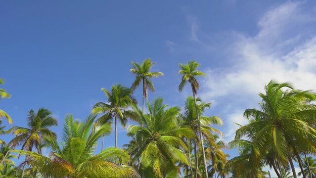 Palm trees of the azure coast against the blue sky. Popular tropical beach. Sea beach with palm trees. Bright tropical trees. Camera statical.