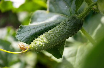 Cucumber. Ripe cucumber on a branch.