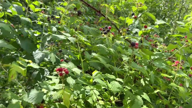 Black and red raspberries grow in the garden.