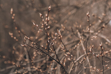 Branches with buds. Vintage background with branches
