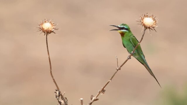 Blue-cheeked bee-eater (Merops persicus) perching on a thorn.