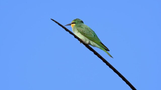 Blue-cheeked bee-eater (Merops persicus) perching on a branch.