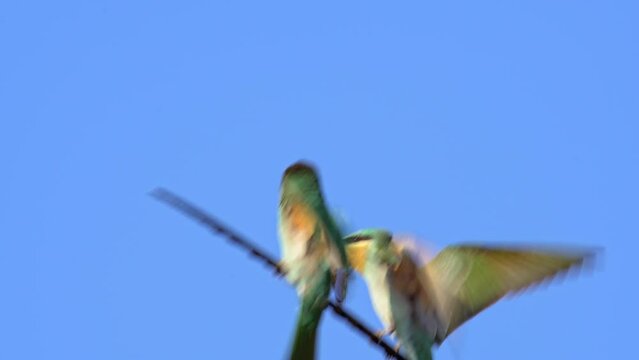 Pair of Blue-cheeked bee-eater (Merops persicus) in aviation and jumping from a branch