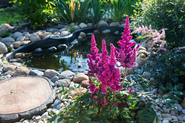 The magnificent Astilba plant blooms near the pond in sunny weather. - 522993514